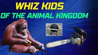 Unveiling the Whiz kids of the Animals Kingdom: Nature's Geniuses  #countdown #viral #animals