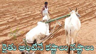 how we work with oxen-ploughing field with oxen bull-farming with oxen-ox video-cattle video-bulls