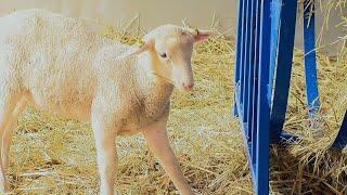 Neebing farm home to northern Ontario's only woolen mill