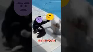 whats going on here ? #funnyanimals #funnycatshorts