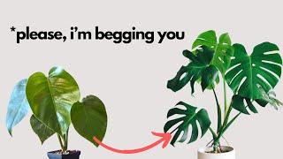 Do this after you buy your first Monstera