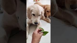 My Dog's Reaction On Tasting Basil Leaves #shorts #funny #goldenretriever#pets  #puppy #cute