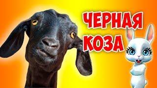 Черная Коза! Супер прикольная песня переделка попурри от ZOOBE Зайки Natali