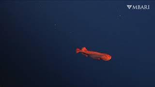 A rare whalefish sighting with ROV Doc Ricketts