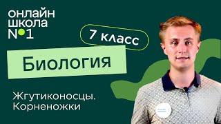 Жгутиконосцы. Корненожки. Видеоурок 4. Биология 7 класс