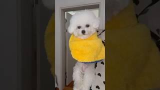 세수하러 붙잡혀가는 꼬질 강아지ㅋㅋ