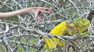 A cunning, stealthy and extremely aggressive snake - the AFRICAN BOOMSLANG!