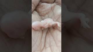 Namma veetu Love Birds family | little baby birds #Shorts #Sornalakshmi Subramanian