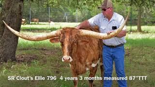 Struthoff Ranch Longhorn cow SR Clout’s Ellie 796 4 yr 3m measured 87”TTT and weighed 1410 lbs.