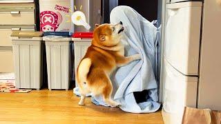 Shibe finds a sister who lives far away under the towel and explodes happy emotions