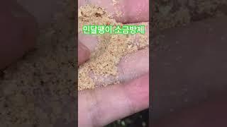 민달팽이 소금방제 약간의 소금기로 테스트 절약왕