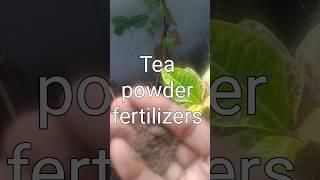 How To Make tea powder fertilizers #shorts#viralshorts#TGMGardening Care Tips