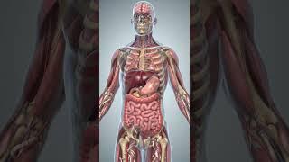 Realistic Human Digestive Motion | Digestion Process With Parasites Worms Inside Intestine