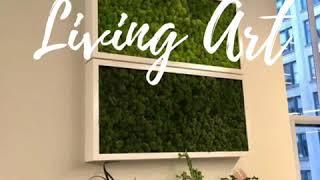 Living moss wall panels