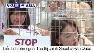 Seoul: Biểu tình kêu gọi cấm ăn thịt chó