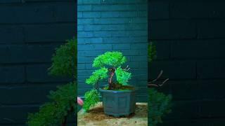 Juniper Bonsai in 60 seconds - Juniperus Procumbens Nana #bonsai #bonsaitree #japan #garden