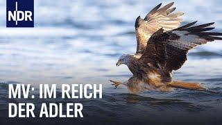 Seeadler in der Feldberger Seenlandschaft | Hanseblick kompakt | NDR Doku