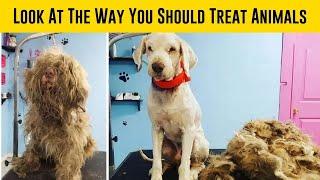 Kind Groomer Gives A Blind And Deaf Stray Dog An Emergency Makeover