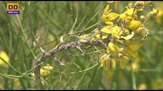 Cultivation of Mustard Oilseed & Management of Its Diseases || Activities and Functions of FPO