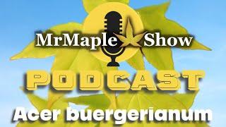 The Exciting World of Trident Maples | Cultivars of Acer buergerianum! MrMaple Show Podcast