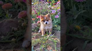 Cute Pomeranian Resting in a Flower Bed