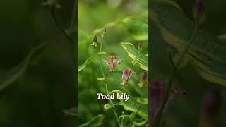 Toad Lilies! - Orchid-Like Fall Flowers that Thrive in Shade and Moist Soils