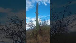 Baby Arms of a Saguaro #cactus #shorts #nature #nationalpark #saguaro #arizona #travel #hiking #park