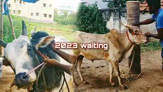 2023 ஜல்லிக்கட்டுக்கு நாங்க ரெடி‌ #jallikattu|paayum kaalai|2023 Jallikattu