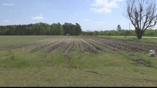 Looking for ways to help save South Carolina farms