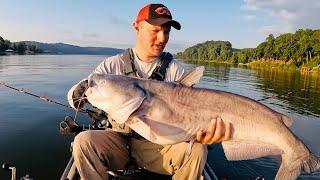 BIG Catfish SMASHES Bluegill Head