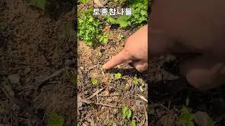 토종참나물 새싹이 났어요
