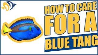 Finding Dory: How to Care for a Blue Tang ("Dory") in a Saltwater Aquarium