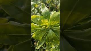 천리향 7년생 있습니다 #천리향 #서향 #향기나는 #향기나는꽃 #나무