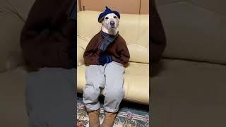 HASTA OLMUS BENİM KÖPECİKLER