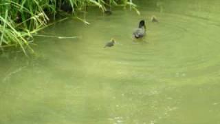 waterkipjes