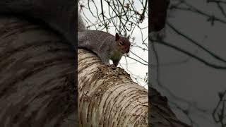 SPYING on the squirrel AGAIN ️#love #nature #life #england #naturelovers #squirrel #video