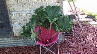 First Harvest Sale - Now A Legal "Farm" - Technically - As Defined in Montana