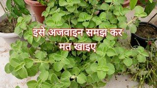 अजवाइन के पौधे का असली सच |  Ajwain Plant Complete Information | Medicinal Plant For Infants