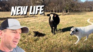 New Born Baby RAN THROUGH A FENCE