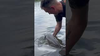 Рибалка #carpfishing #fishing #carp #sort #shortsvideo #карп #рибалка2024