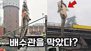 하수구가 계속 막힌 상상도 못한 이유!! 사람의 몇배지?