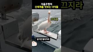 자율주행의 신세계를 맛보는 녀석들 #shorts #동물 #유머 #귀여운