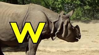 ALPHABET ANIMALS  -  PHONICS  -  ALPHABET SONG  (Part 41)