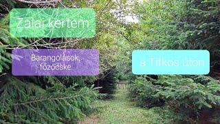 Séta a Titkos úton és két könnyű nyári étel a kertben termett zöldségekből, gyógynövényekből