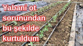 Yabani otlar artık sorun olmayacak KURTULDUM