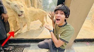 Abdul_mj Or Lion ki Laraii hogayi  || Lahore Zoo Chale gaye ️ ||