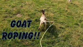 Morning of GOAT FARMING! Off season mini Vlog! (BONUS GOAT ROPING!)