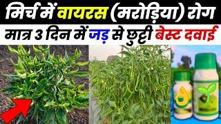 मिर्च मे वायरस की रोकथाम | mirch me virus control | mirch ki khetileaf curl viruschilli farming