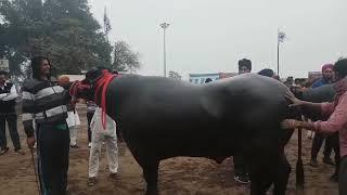 All India murrah champion bull samrat talu at pdfa International dairy expo & championship