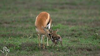 There's Nothing Like A Mother's Love